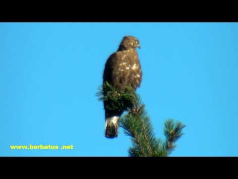 Halcón abejero ( Pernis apivorus ) Honey Buzzard