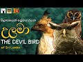 The Devil Bird Of Sri Lanka උලමා ඇත්තටම කවුද Ulama Sinhala Video