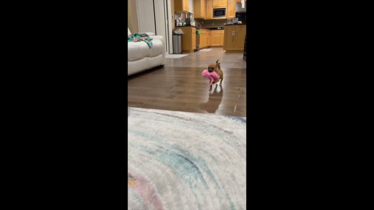 Enlarge Tim, a ADOPTABLE mixed breed in Pleasanton, CA video 6/6