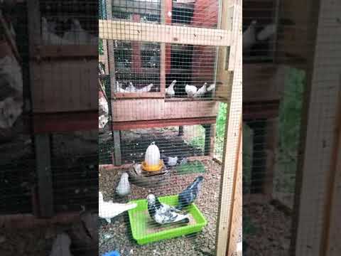 supiri paravi 0717207131