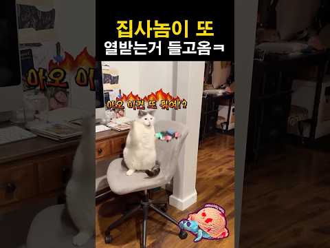 집사놈이 또 열받는거 들고옴