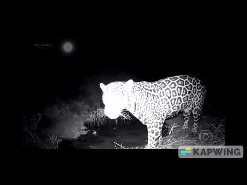 Onça Pintada é registrada em matas do Estado do Rio de Janeiro