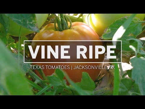 download lagu mp3 mp4 Vine Ripe Tomatoes, download lagu Vine Ripe Tomatoes gratis, unduh video klip Vine Ripe Tomatoes