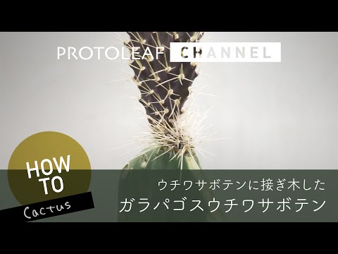 Opuntia monacantha variegata