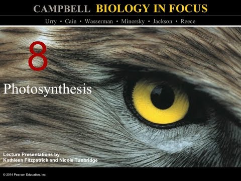 Biology in Focus Chapter 8: Photosynthesis