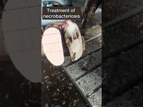 , title : 'Treating Necrobacillosis in Our Dairy Cow #farm #cow'