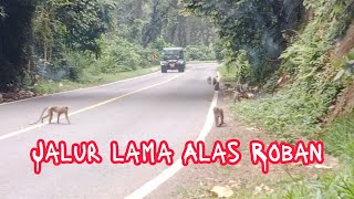 Download lagu Angker ! Jalur lama Alas Roban  ,  hati-hati dihadang monyet' penunggu jalan mp3