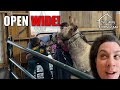OPEN WIDE It's Procedure Time | Big Family Homestead