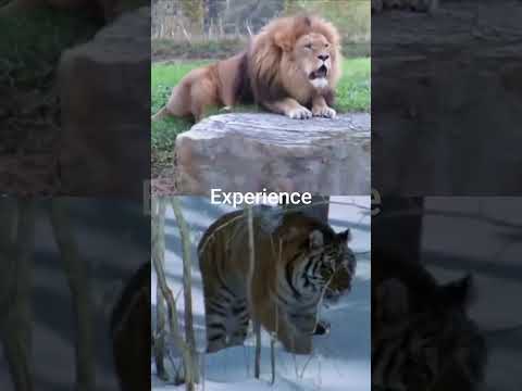 Barbary Lion vs Siberian Tiger #shorts