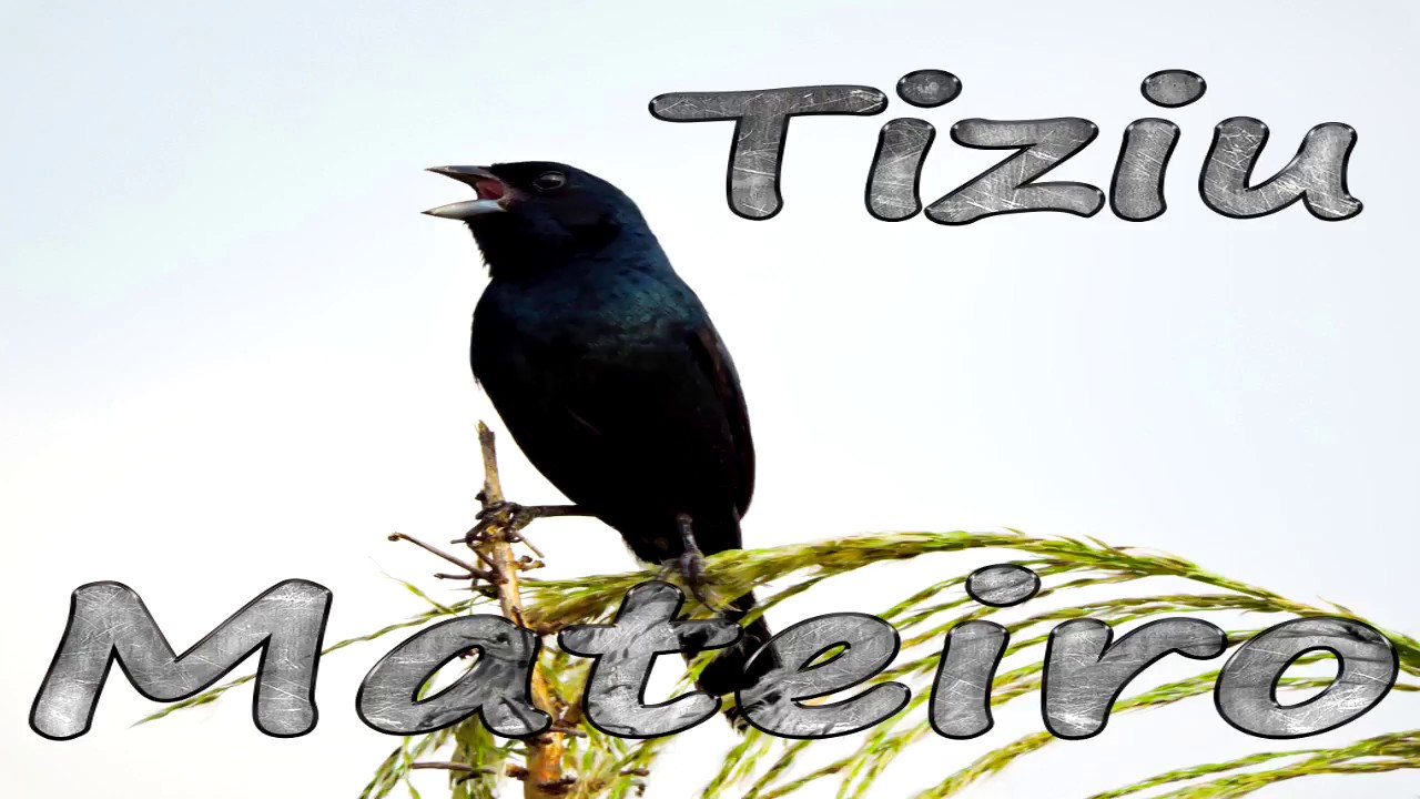 Tiziu Mateiro gravado ao vivo na natureza em HQ para ensinamento de filhotes e treino de canto