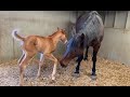Momma Horse Dislikes Newborn Foal S Actions Uses Quiet Body Language To Teach Him What She Wants