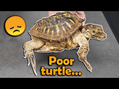 Rescuing a Deformed Box Turtle