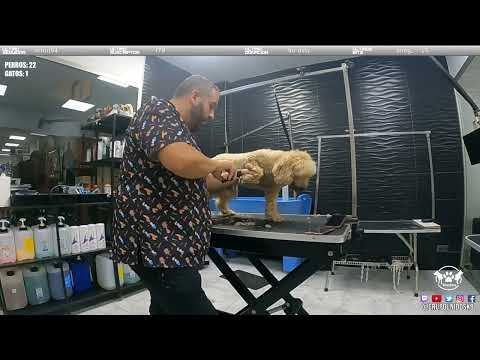Peluqueria canina Alzira (13/09/2023) #perros #anecdotas