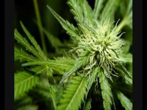 Ronny Trettmann - Spliff feat. Ranking Smo & Mighty Tolga