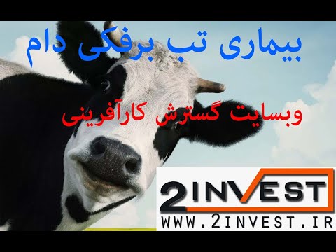 بیماری تب برفکی دام چیست ؟ راه های شناسایی ومقابله و پیشگیری و درمان آن را بدانید