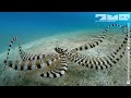 Octopus Mimics Robotic Octopus Hoppers