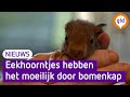 Eekhoorns hebben het zwaar door bomenkap