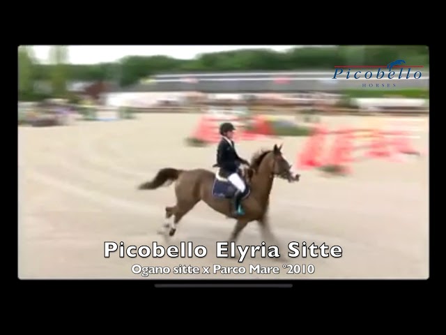 Mother of this Implanted Embryo is the CSI 1.50m jumping mare Elyria Sitte with rider Guillame Ruant