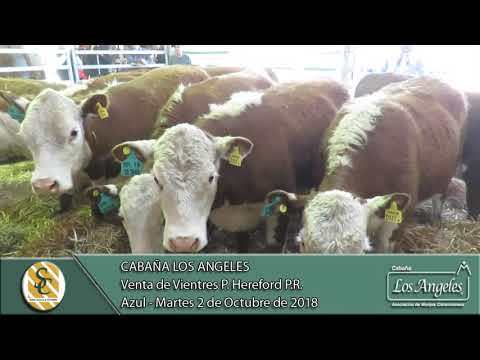 02-10-18 Venta de Vientres P. Hereford P.R. - Cabaña Los Angeles - Azul