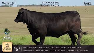 LOTE 5  TE3084