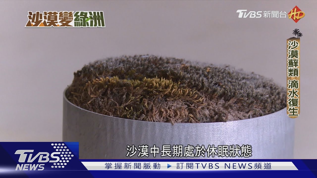 沙塵暴襲捲北京 城陸治沙新利器:藍藻
