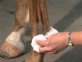 Intra-Articular Joint Injections: The Fetlock
