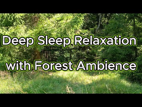 Forest Sounds 4K 🌲Relaxing Nature Ambience with Birds, Crickets & Wind for Sleep, Study & Meditation