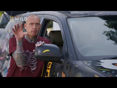 Kierowca zauważył wielkiego węża wpełzającego do jego auta [Węże w mieście]