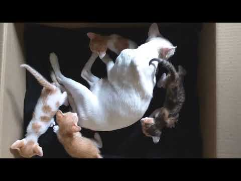 Mother cat Jossma with her 4 kittens