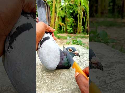 kabutor  treatment vitamin144||#birds #shots #pigeon #kabutar #pigeontreatment