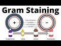 Gram Positive And Gram Negative Bacteria Gram Staining Procedure Explained
