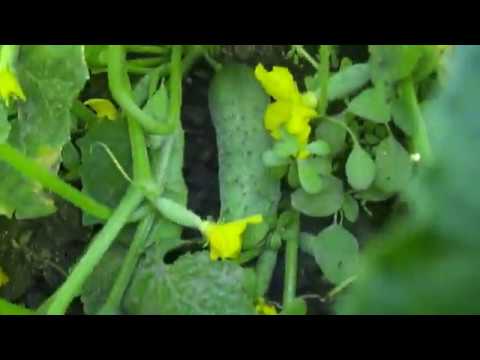 Огурцы караоке