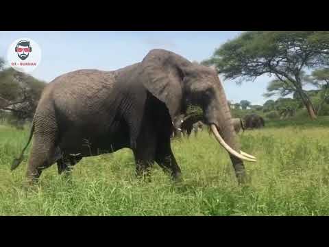 Wildlife 4K Nature animals Videos | Relax Music | Dj Burhan