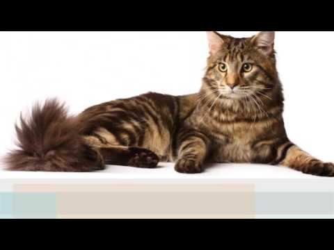 Manx cat  History,Personality,Health,Care