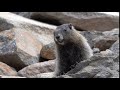 Marmot whistling on Mount Rainier