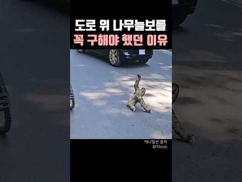 도로 위 나무늘보를 꼭 구해야 했던 이유