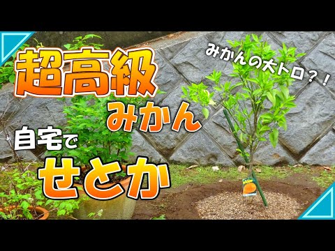 ステップバイステップ: 石から果樹を育てるには?  庭園