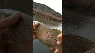 Shallow Water Browns of the San Juan