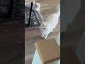 What Do You Think Donut Is Saying Especially That Last Meow Loud Deafcat Deaf Scream