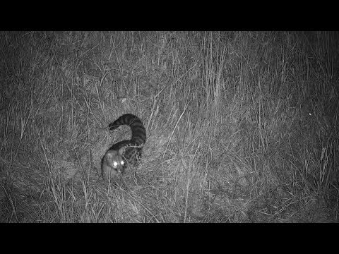 Djuma: Large Spotted Genet on the hunt - 03:25 - 05/02/19