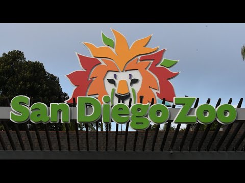 San Diego Zoo Guided Tour 2024