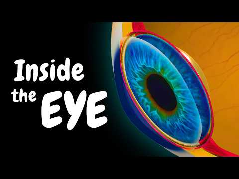 Eye Anatomy | How You Actually See (Special Senses)
