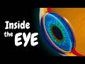 Eye Anatomy | How You Actually See (Special Senses)