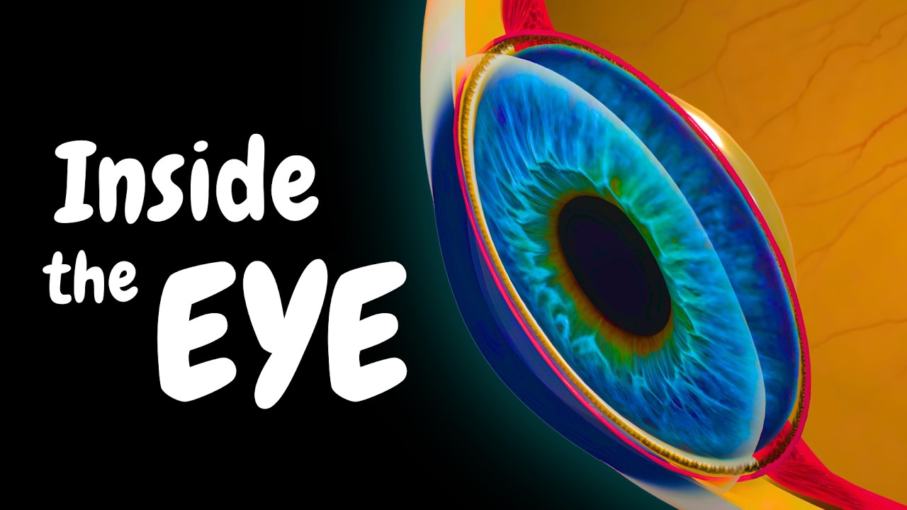 Eye Anatomy | How You Actually See (Special Senses)
