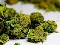 Oregon and Alaska To Vote on Pot Legalization - YouTube