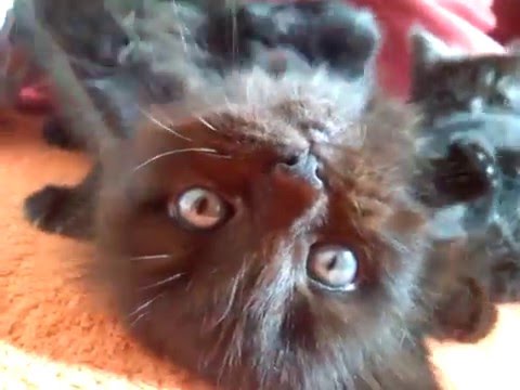 Sweet Kitten  mjau mjau mjau 22.04.2016