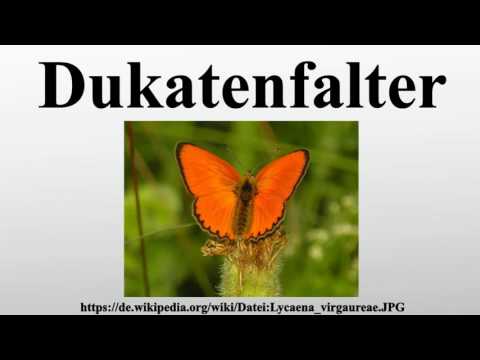 Dukatenfalter