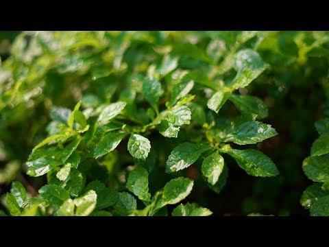 Âm Thanh Đẹp Giúp Giảm Stress Cực Hiệu Quả ( Calm Piano &amp Guitar, Sleep Music, Study Music )