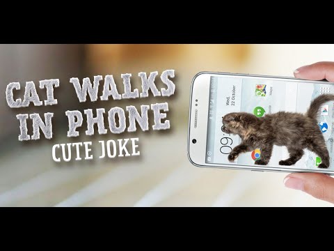Cat Walks in Phone Cute Joke Video