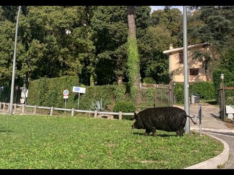 Avvistato maiale nero sulla via dei Laghi, all’altezza della rotonda della Foresta (Rocca di Papa)